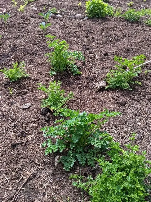 Tawcan backyard garden