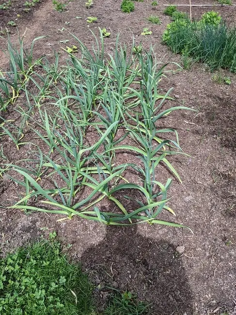 Tawcan backyard garden