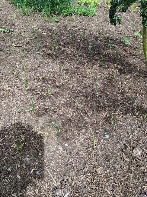 Tawcan backyard garden
