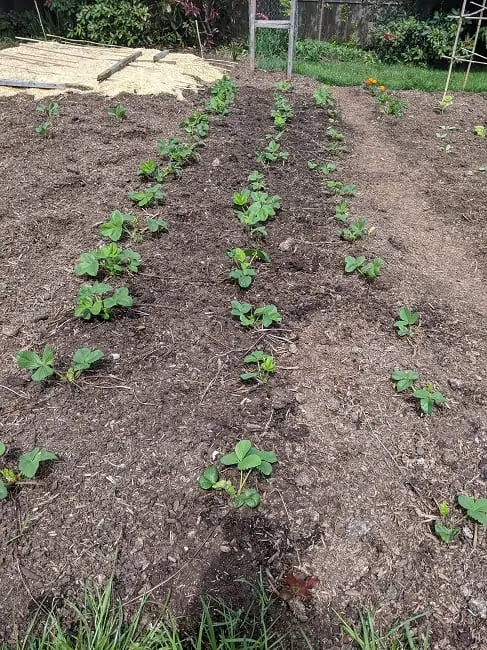 Tawcan backyard garden