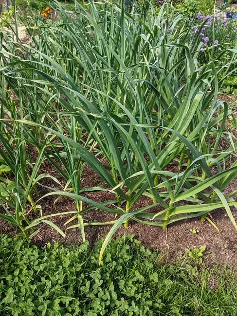 Garlic