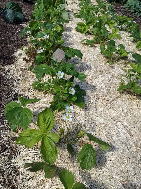 Strawberries