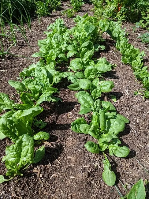 Spinach