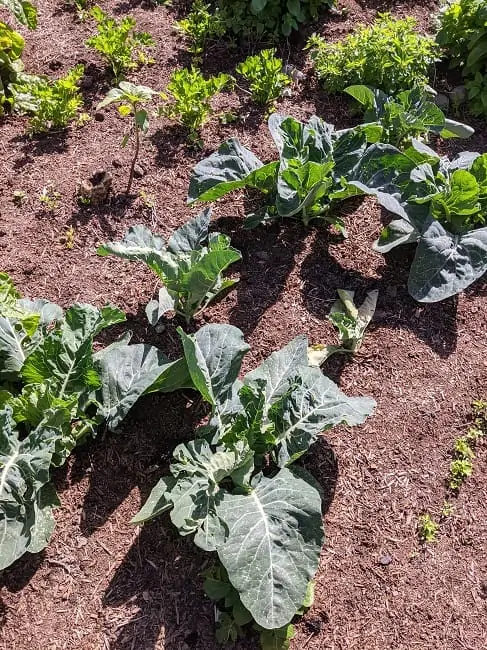 cabbages
