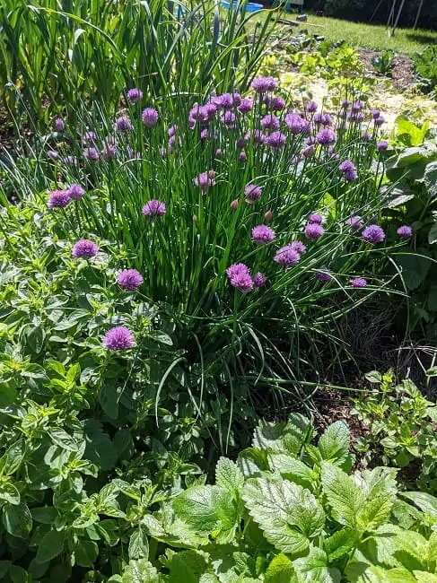 Chives
