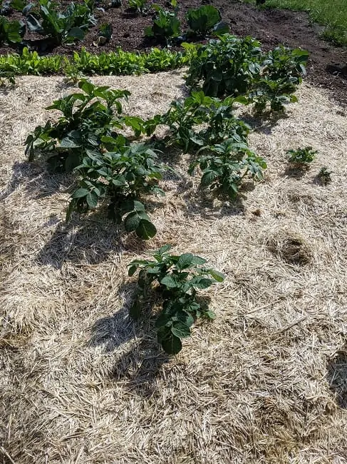 potatoes