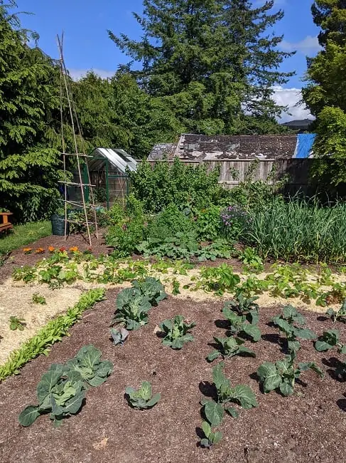 garden