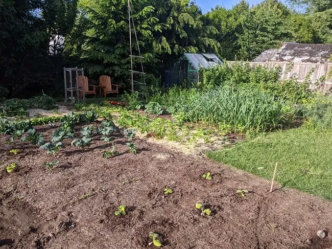 garden
