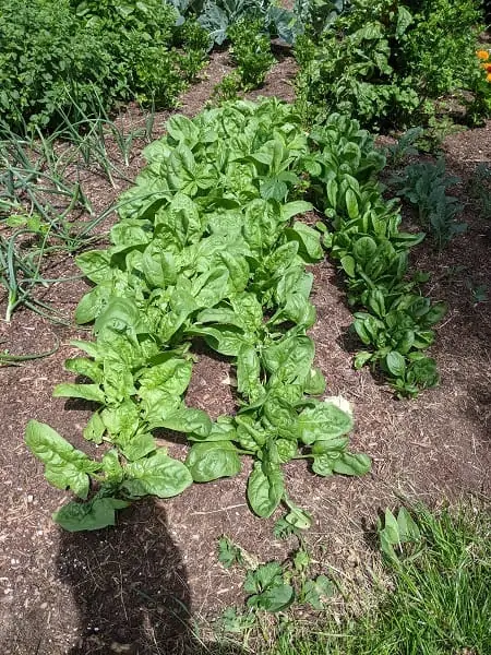 plants