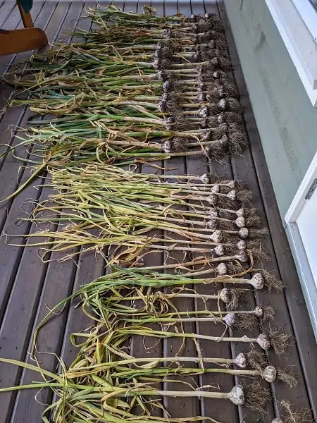 dividend income update July 2021. Backyard garden