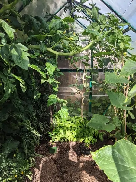 dividend income update July 2021. Backyard garden