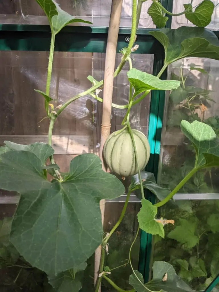 dividend income update July 2021. Backyard garden