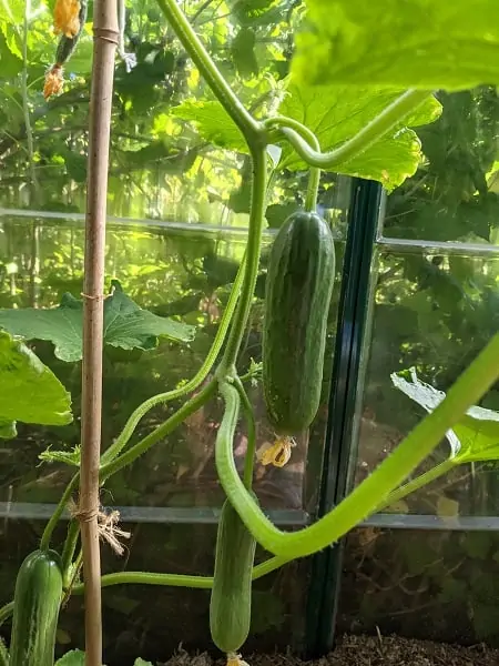 dividend income update July 2021. Backyard garden