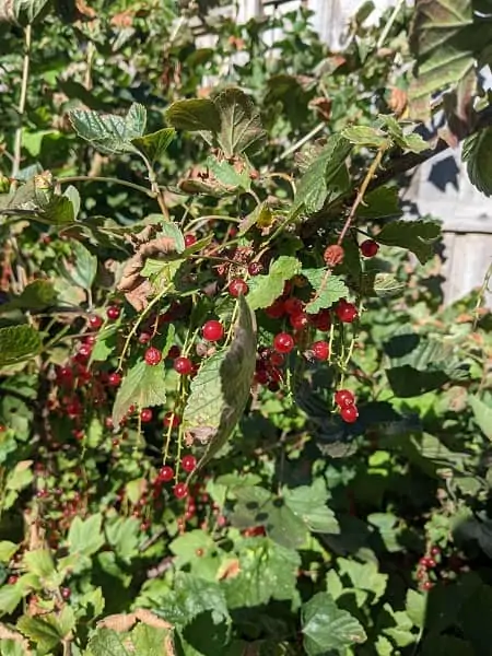 dividend income update July 2021. Backyard garden