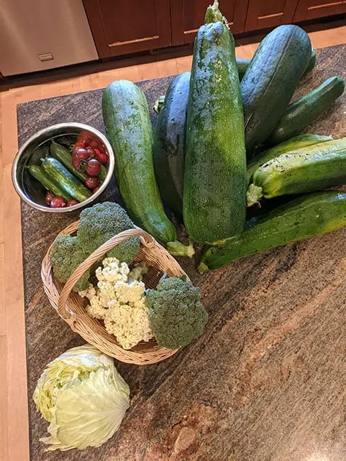 garden harvest