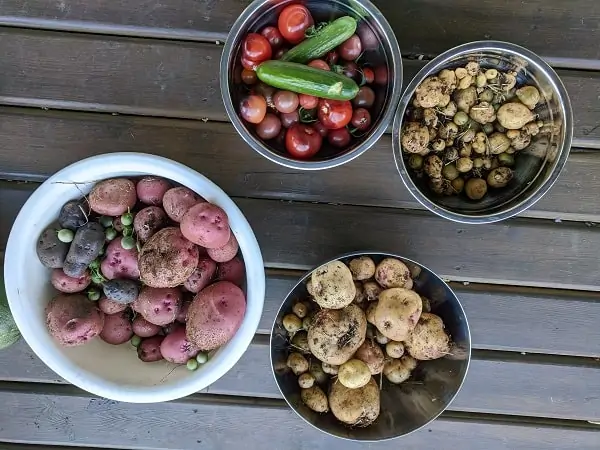 garden harvest