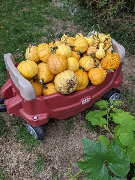 pumpkins