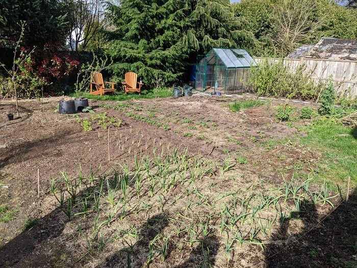 backyard garden