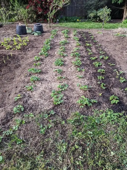 strawberries