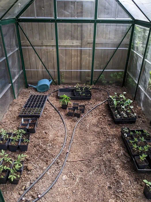 greenhouse