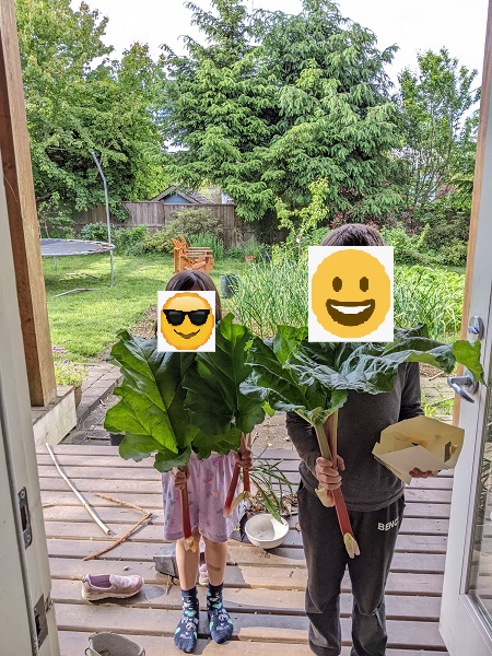 rhubarb