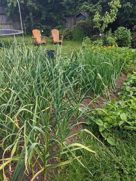garlic