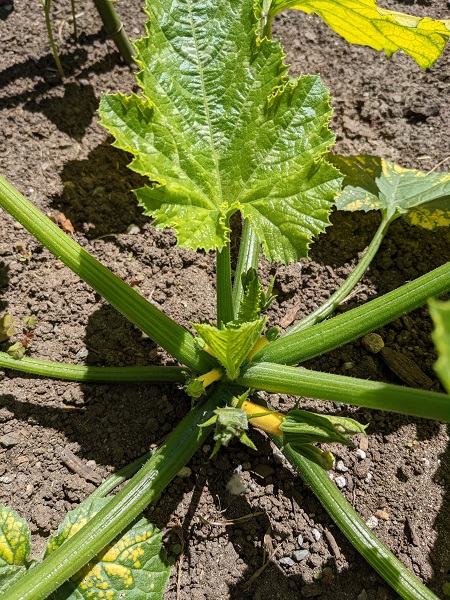 zucchini