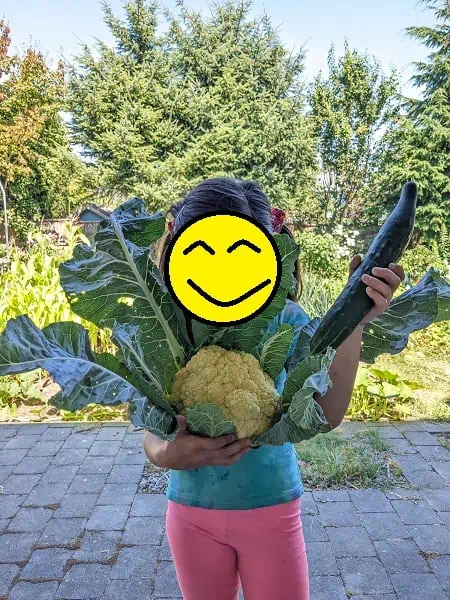 cauliflower harvesting