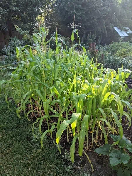 corn