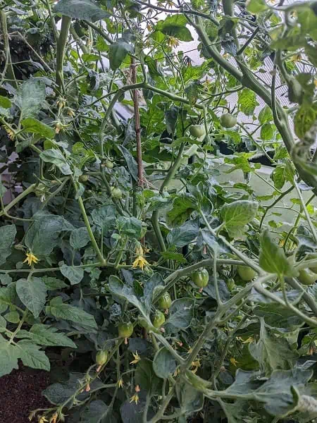 tomatoes