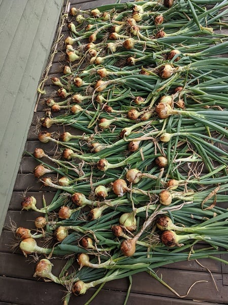 onions