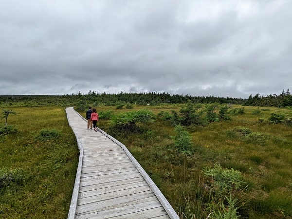 Bog Trail