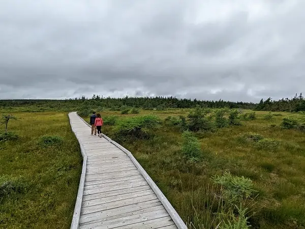 Bog Trail