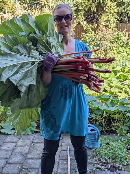 rhubarb harvest