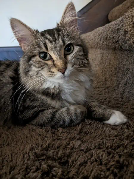 new cat