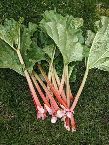 rhubarb
