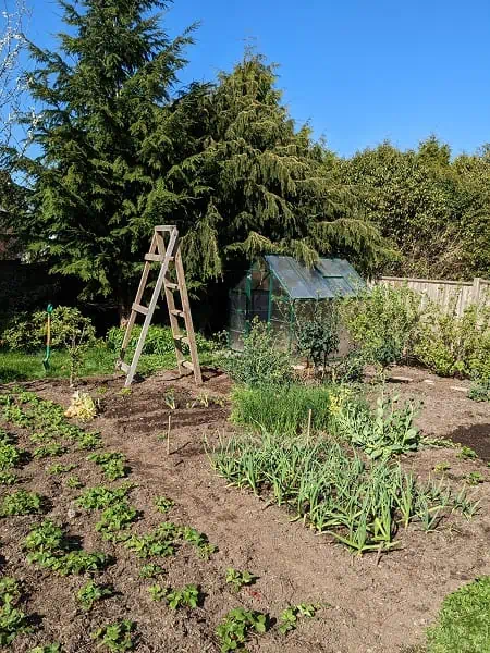 backyard garden