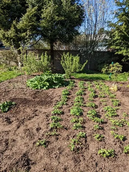 backyard garden