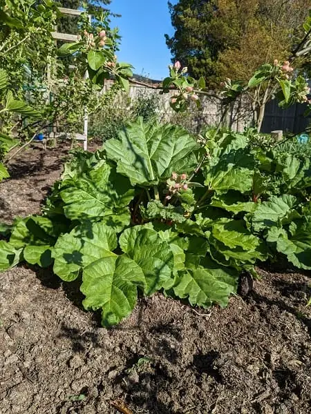 rhubarb