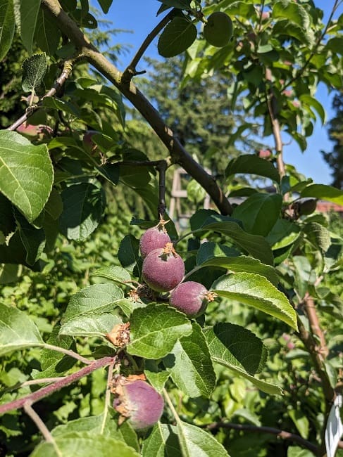 apples