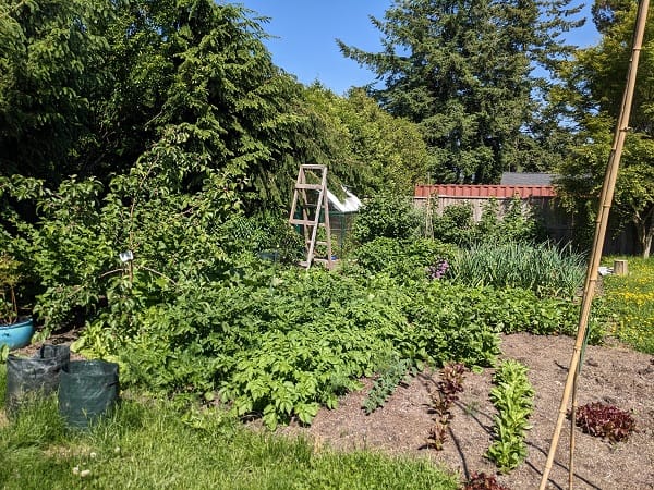 The backyard garden