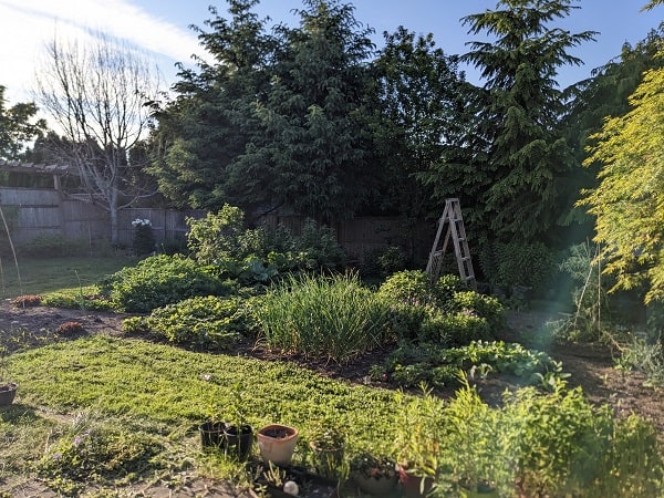 backyard garden