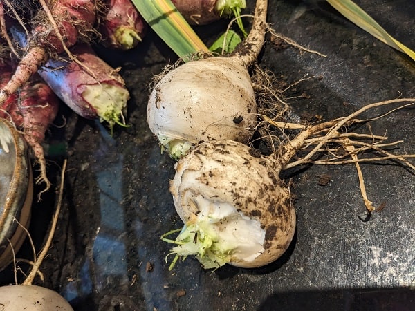 Turnips from the garden