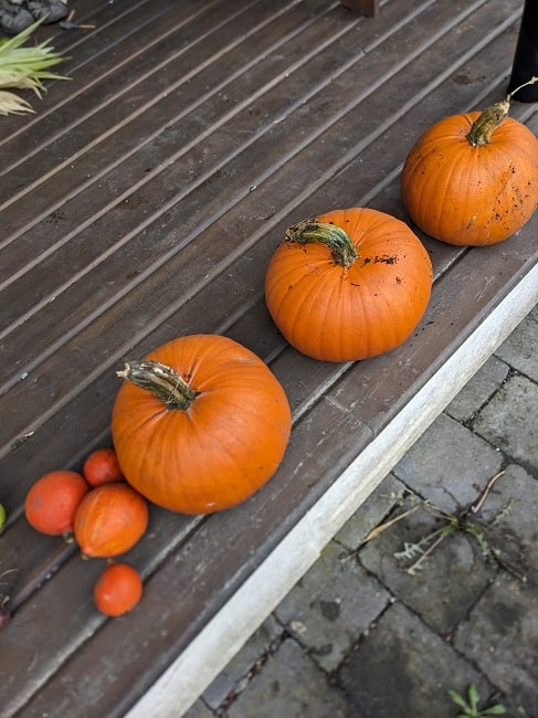 pumpkins