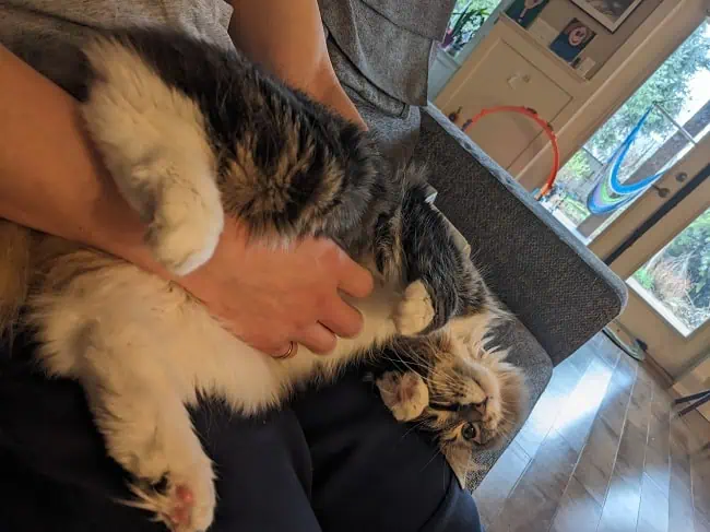 belly rub