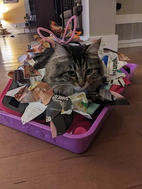 Evie likes to sit in trays and boxes