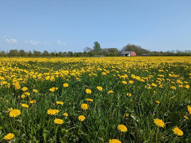 Typical Danish landscape