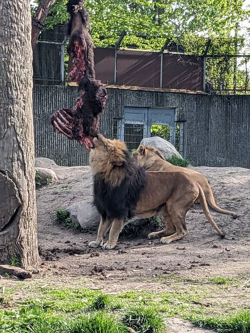 Lions at the zoo
