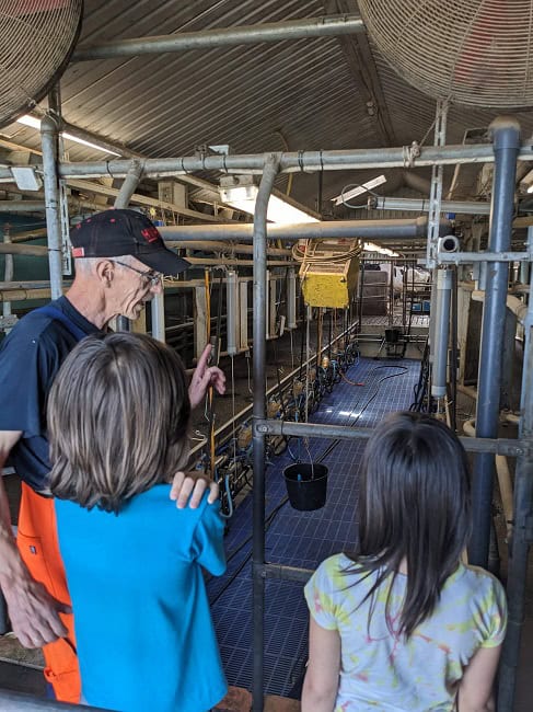 Each cow can produce 1,000 litres of milk each year!