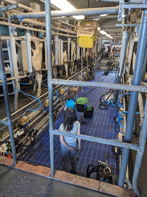 Milking cows